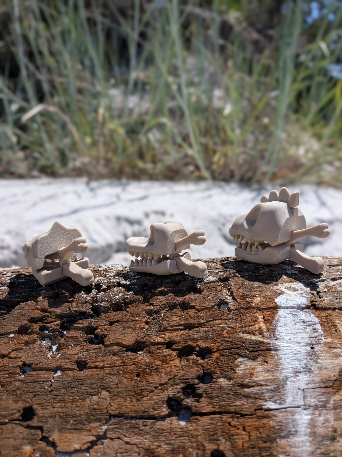 Three small beige animal skull models displayed on a weathered wooden log outdoors, with sand and grass blurred in the background.